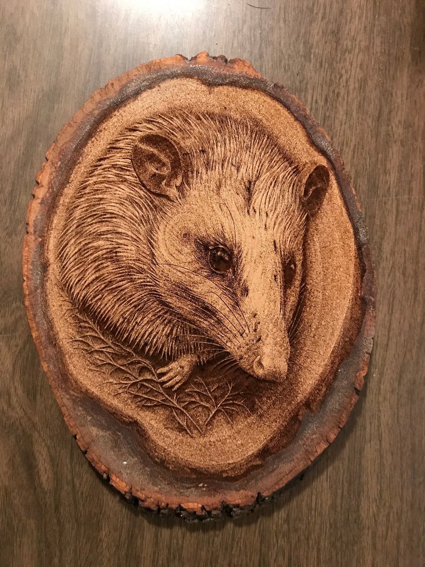 Large Opossum