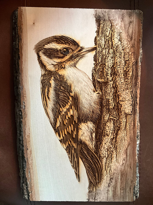 Downy Woodpecker